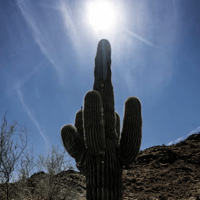 A cactus in the dessert against a blue, sunny sky.